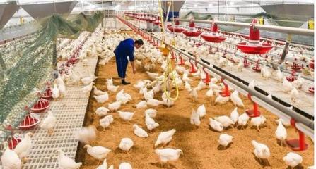 印度尼西亚将宰杀300万只肉鸡 缓解价格暴跌
