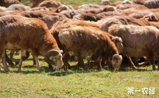 新疆裕民县 积极引进推广牲畜新品种 优化畜牧产业结构