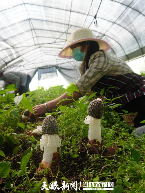 毕节农特产成为粤港澳大湾区 菜篮子 里的 明星