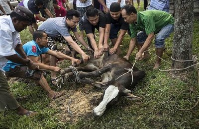 国外牲宰节现场:杀牛宰羊是常态,杀骆驼你没见过吧?